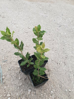 Carica immagine nel visualizzatore Galleria, N. 24 PIANTE DI QUERCIA "LECCIO " cm 30/40 in vaso 10 (foto reali) quercus ilex