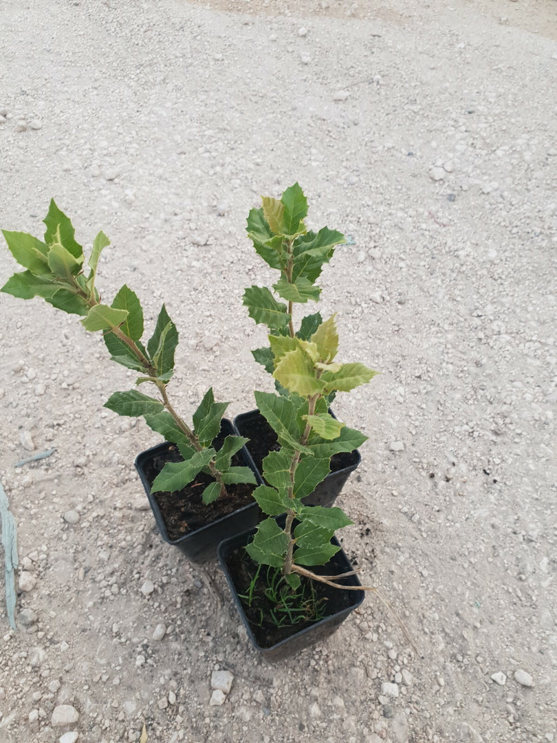 N. 24 PIANTE DI QUERCIA "LECCIO " cm 30/40 in vaso 10 (foto reali) quercus ilex