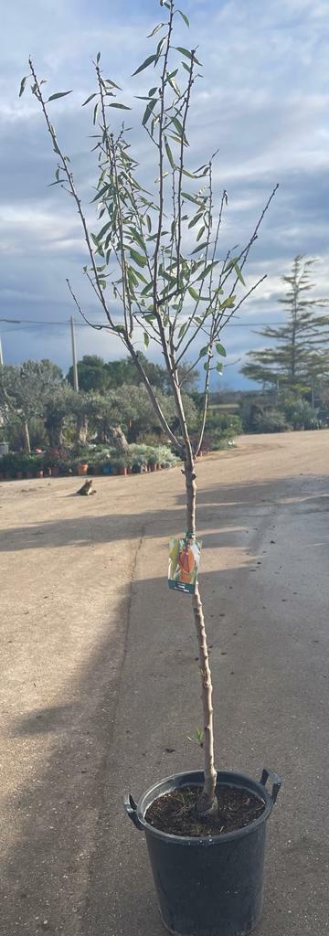 PIANTA DI MANDORLO TUONO IN MASTELLO DI 6 ANNI  (FOTO REALE)