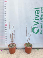 Carica immagine nel visualizzatore Galleria, PIANTA DI MAGNOLIA STELLATA LILIFLORA SUSAN VASO 20 CM (foto reale) FUCSIA/VIOLA