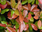 Carica immagine nel visualizzatore Galleria, PIANTA DI PHOTINIA FRASERI RED ROBIN ALBERELLO 1/2 FUSTO IN VASO  (foto reali)