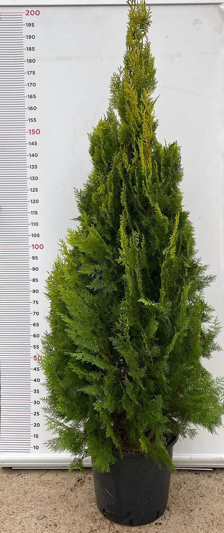 PIANTA DI THUJA PYRAMIDALIS AUREA VASO CLT 25 H.125/150 CM (foto reale) PIRAMIDE