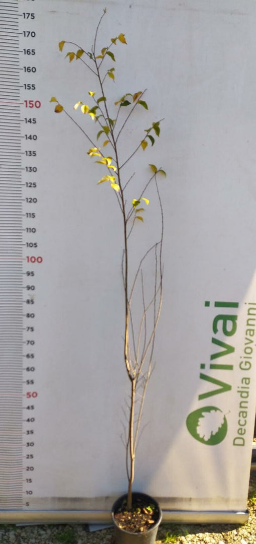 PIANTA DI ULMUS MINOR IN VASO 18 CM (foto reale) OLMO CAMPESTRE