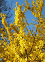 Carica immagine nel visualizzatore Galleria, PIANTA DI FORSYTHIA LINWOODGOLD IN VASO CM 18  (foto reale) ALTEZZA CM 40/50
