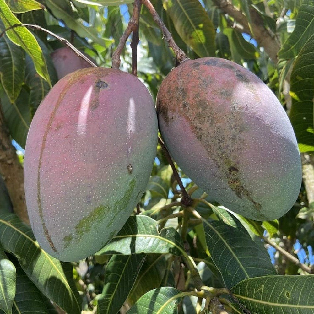PIANTA DA FRUTTO TROPICALE MANGO KEITT in vaso 20 età 2 anni (foto reali)