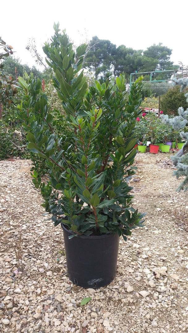 PIANTA DI CORBEZZOLO CESPUGLIO ARBUTUS UNEDO VASO 35  (foto reale)