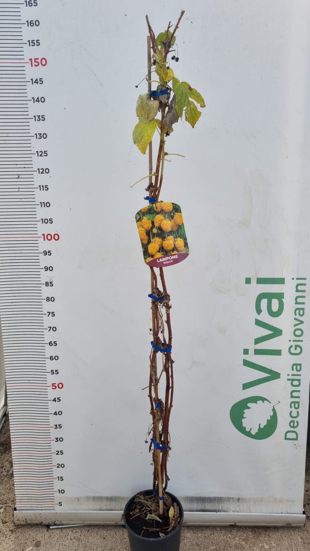 PIANTA DI LAMPONE GIALLO in vaso 16/18 (foto reali)