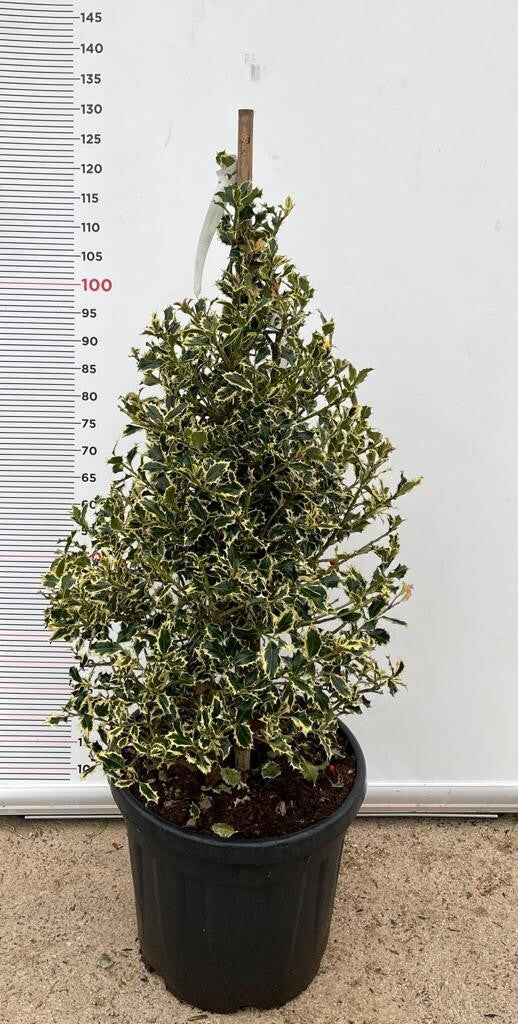 PIANTA DI AGRIFOGLIO ILEX AQUIFOLIUM ARGENTEOMARGINATA CONO VASO CLT 30