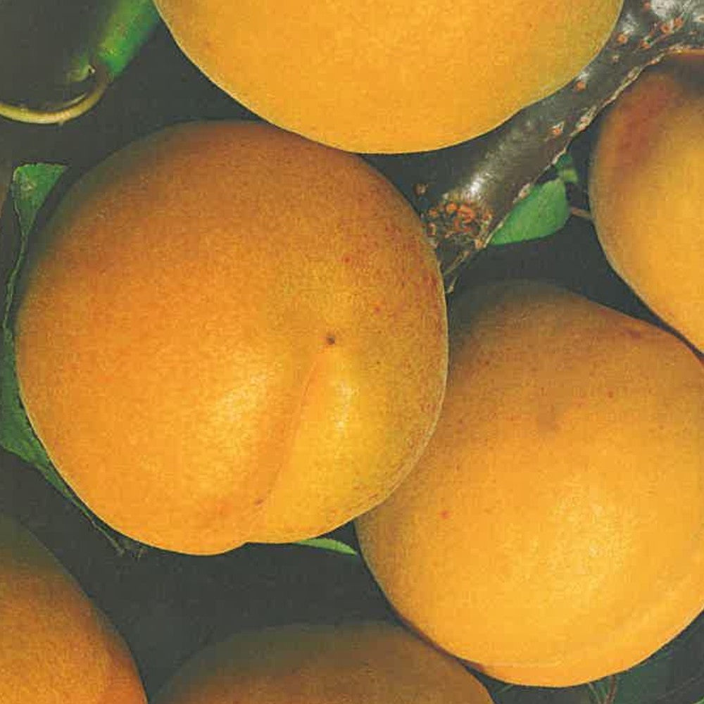 PIANTA DA FRUTTO ALBICOCCA SAN CASTRESE in vaso 20 - età 2/3 anni (foto reali)