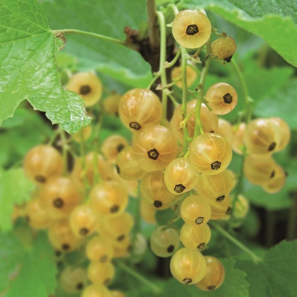 PIANTA DI RIBES in vaso 16/18