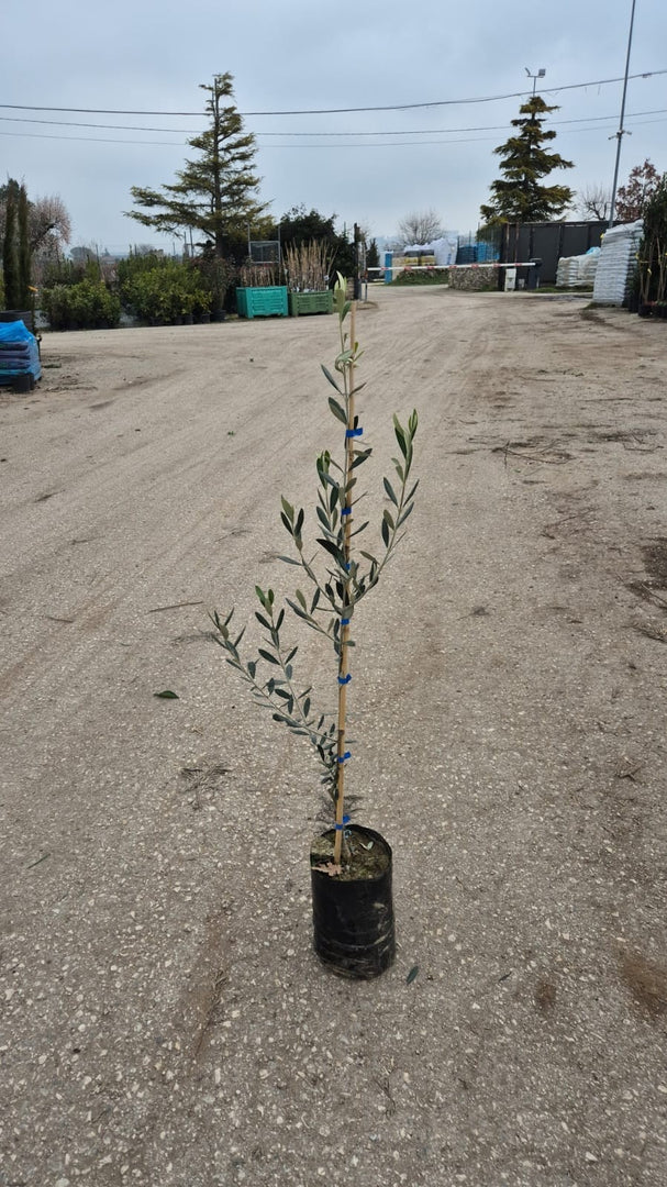 PIANTA DI ULIVO BIANCO LEUCOCARPA in vaso 20/fitocella - età 2/3 anni