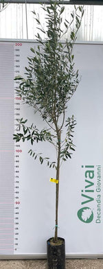 Carica immagine nel visualizzatore Galleria, PIANTA DI ULIVO OTTOBRATICA in vaso 20/fitocella - età 2/3 anni (foto reali)