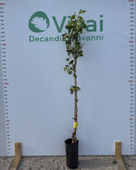 Carica immagine nel visualizzatore Galleria, PIANTA DI PISTACCHIO IN VASO "C-ESPECIAL"  DI INNESTO UCB1 (maschio)