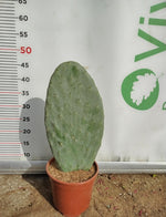 Carica immagine nel visualizzatore Galleria, PIANTA GRASSA FICO D'INDIA  "OPUNTIA FICUS INDICA " IN VASO 17  CM (foto reale)