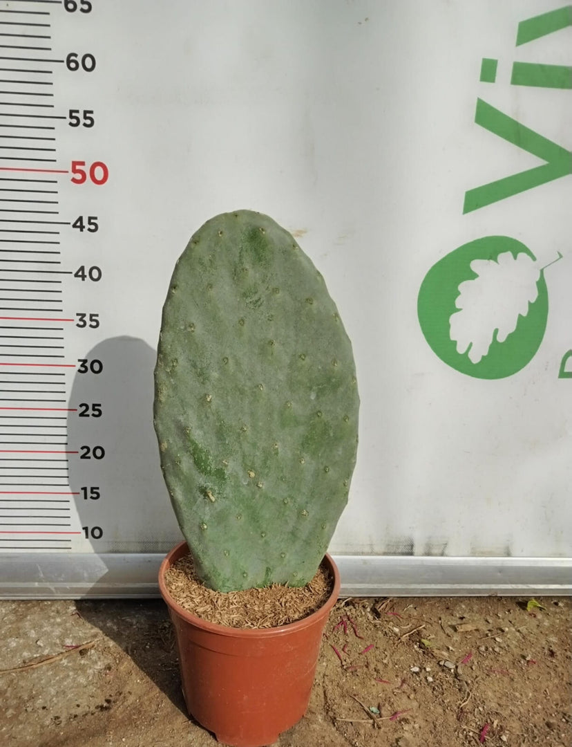 PIANTA GRASSA FICO D'INDIA  "OPUNTIA FICUS INDICA " IN VASO 17  CM (foto reale)
