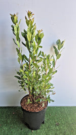 Carica immagine nel visualizzatore Galleria, Arbutus Unedo (Corbezzolo) vaso 24 cm (foto reali)