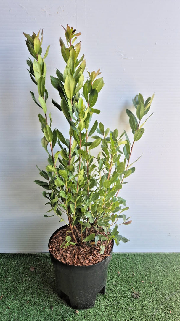 Arbutus Unedo (Corbezzolo) vaso 24 cm (foto reali)