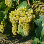 Carica immagine nel visualizzatore Galleria, PIANTA DA FRUTTO UVA TREBBIANO TOSCANO in vaso età 2/3 anni (foto reali)