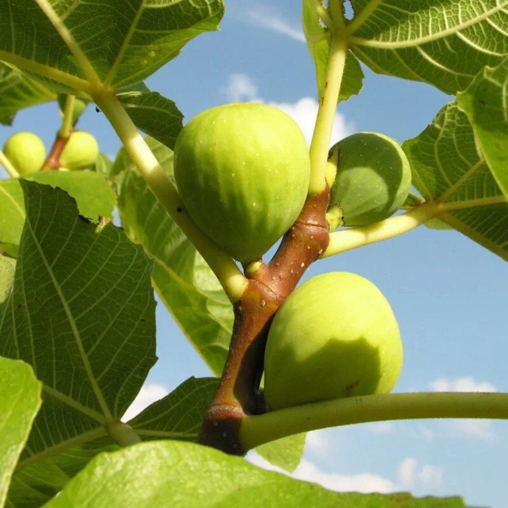 PIANTA DA FRUTTO FICO VERDINO in vaso 24 età 3/4 anni (foto reali)