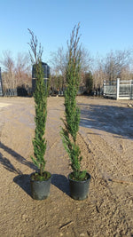 Carica immagine nel visualizzatore Galleria, PIANTA DI CUPRESSUS SEMPER.PYRAMIDALIS  "STRICTA" VASO 18 CM 60/80