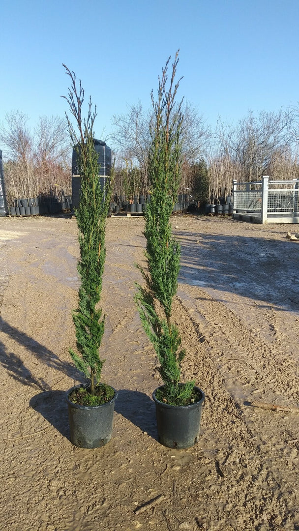 PIANTA DI CUPRESSUS SEMPER.PYRAMIDALIS  "STRICTA" VASO 18 CM 60/80