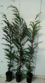 Carica immagine nel visualizzatore Galleria, PIANTA DI CUPRESSUS LEYLANDII VASO 18 ALTEZZA 140/160 CM (foto reale)