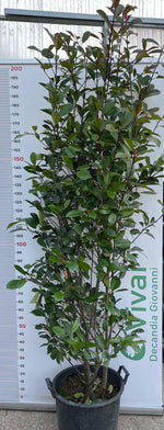 Carica immagine nel visualizzatore Galleria, PIANTA DI PHOTINIA IN MASTELLO ALTEZZA 180/190 CM (foto reale) per siepe