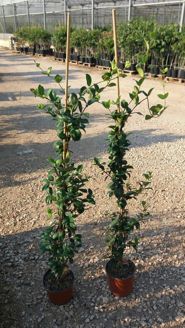 N.20 PIANTE RINCOSPERMUM JASMINOIDES GELSOMINO H 110/130cm (foto reali) PROFUMAT