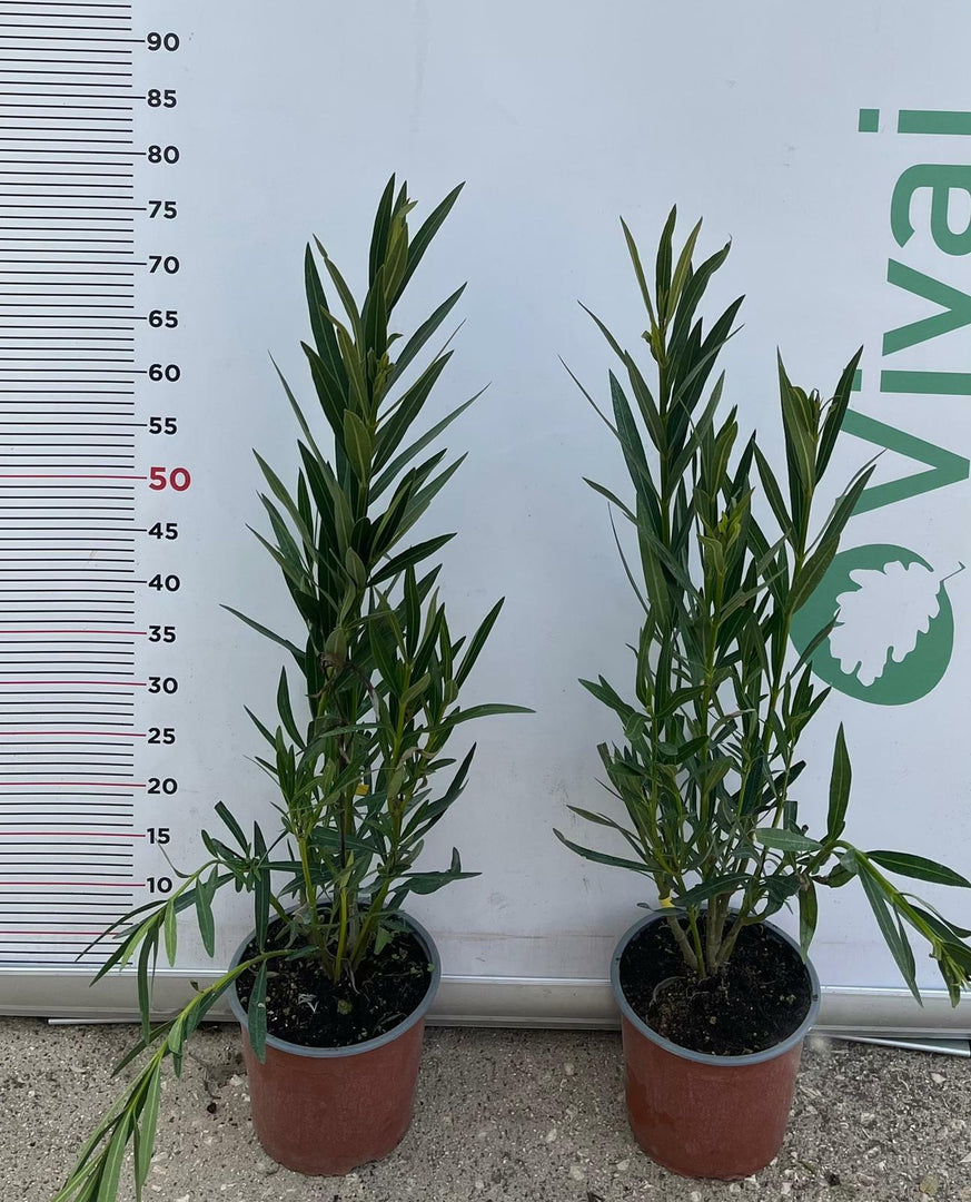 PIANTA DI OLEANDRO VASO 18 altezza 50/60 cm ROSA CHIARO