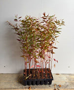 Carica immagine nel visualizzatore Galleria, 3 x PIANTA di EUCALIPTO ROSSO 'EUCALYPTUS CAMALDULENSIS'