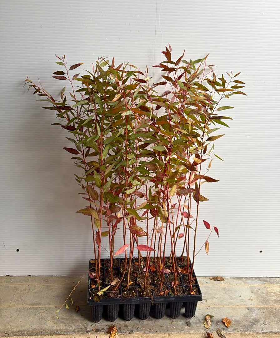 3 x PIANTA di EUCALIPTO ROSSO 'EUCALYPTUS CAMALDULENSIS'