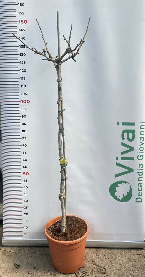 3 Piante di Pistacchio NAPOLETANA (2 Femmina + 1 Maschio) Innesto 4 Anni