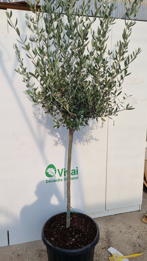PIANTA DI ULIVO  ALTEZZA 180/200 CM IN MASTELL0 da 60 cm (foto reali)