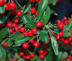 Carica immagine nel visualizzatore Galleria, N. 3 PIANTA DI PYRACANTHA COCCINEA RED STAR BACCHE ROSSE V. 7x7 cm (FOTO REALI)