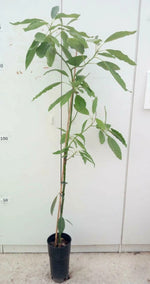 Carica immagine nel visualizzatore Galleria, PIANTA DA FRUTTO TROPICALE AVOCADO HASS in vaso 20 età 2/3 anni (foto reali)