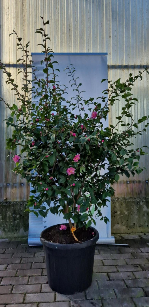PIANTA DI CAMELIA JAPONICA VASO 45 CM (foto reale) H 120/140