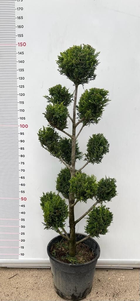 PIANTA DI CUPRESSOCYPARIS LEYLANDII C.W GOLD PON PON VASO CLT 18  (foto reali)