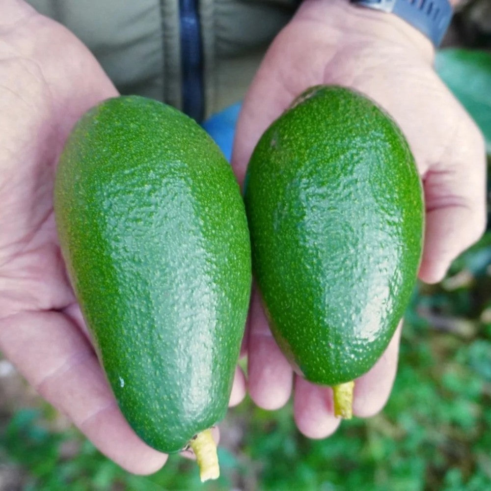 PIANTA DA FRUTTO TROPICALE AVOCADO BACON in vaso 20 età 2/3 anni (foto reali)