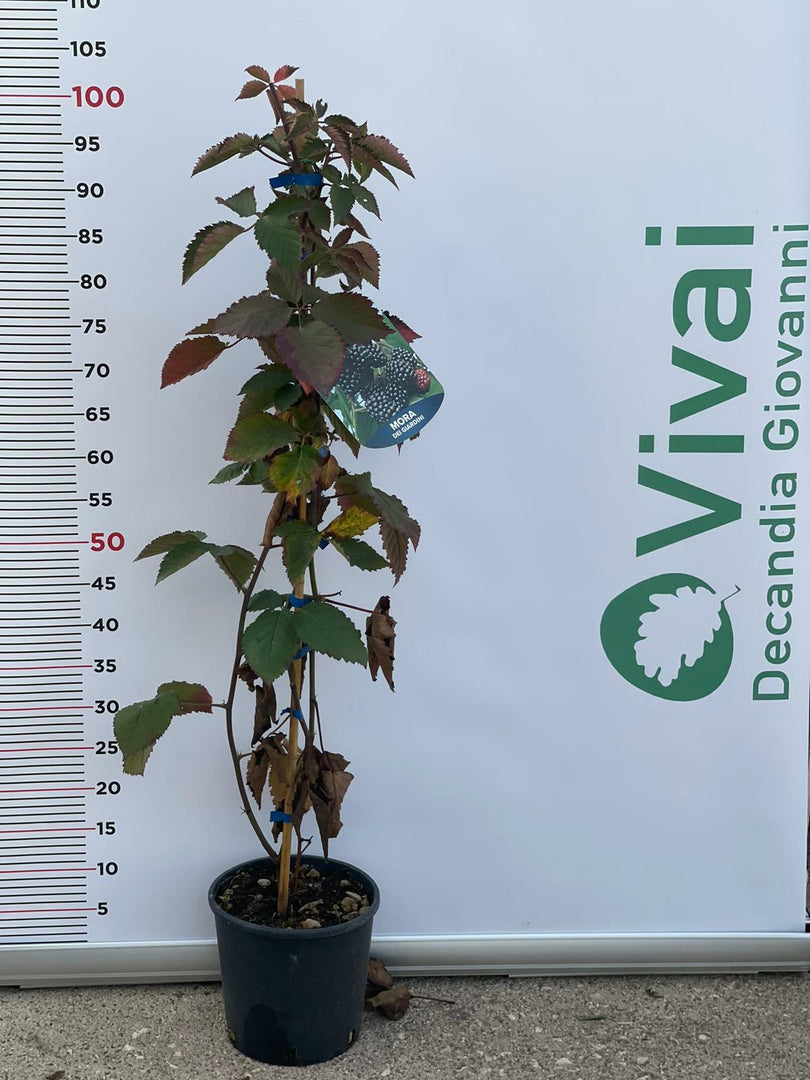 PIANTA DI MORA DEI GIARDINI in vaso 18 (foto reale)