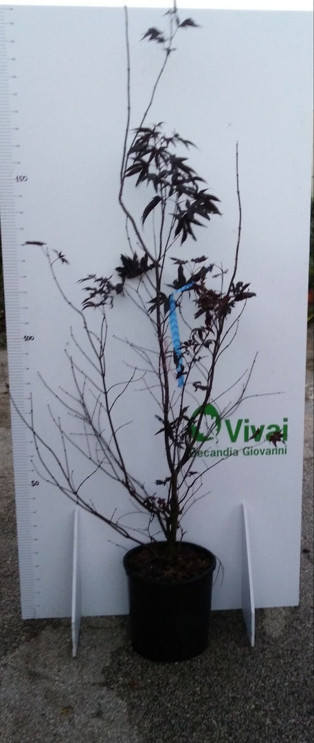 PIANTA DI ACER PALMATUM "ACERO ROSSO" VASO 30 CM ALTEZZA 125/150 CM (FOTO REALI)