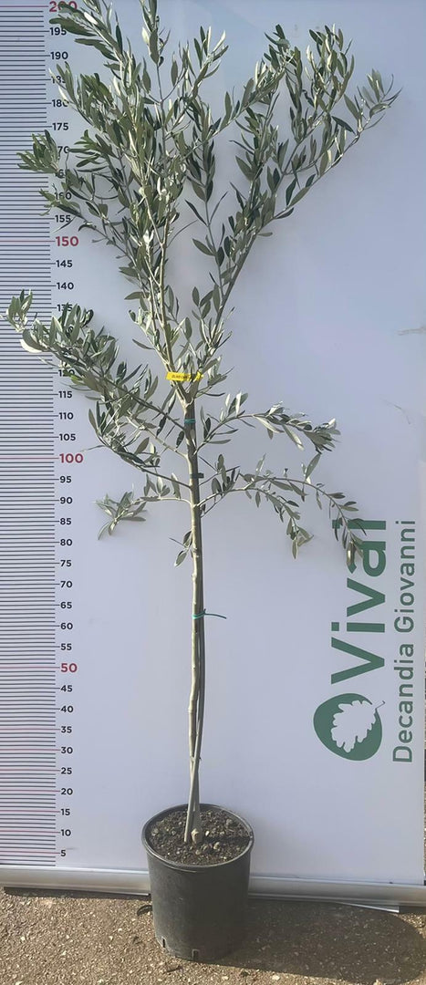PIANTA DI ULIVO NOCELLARA MESSINESE da mensa in vaso 24 età 3/4 anni foto reali