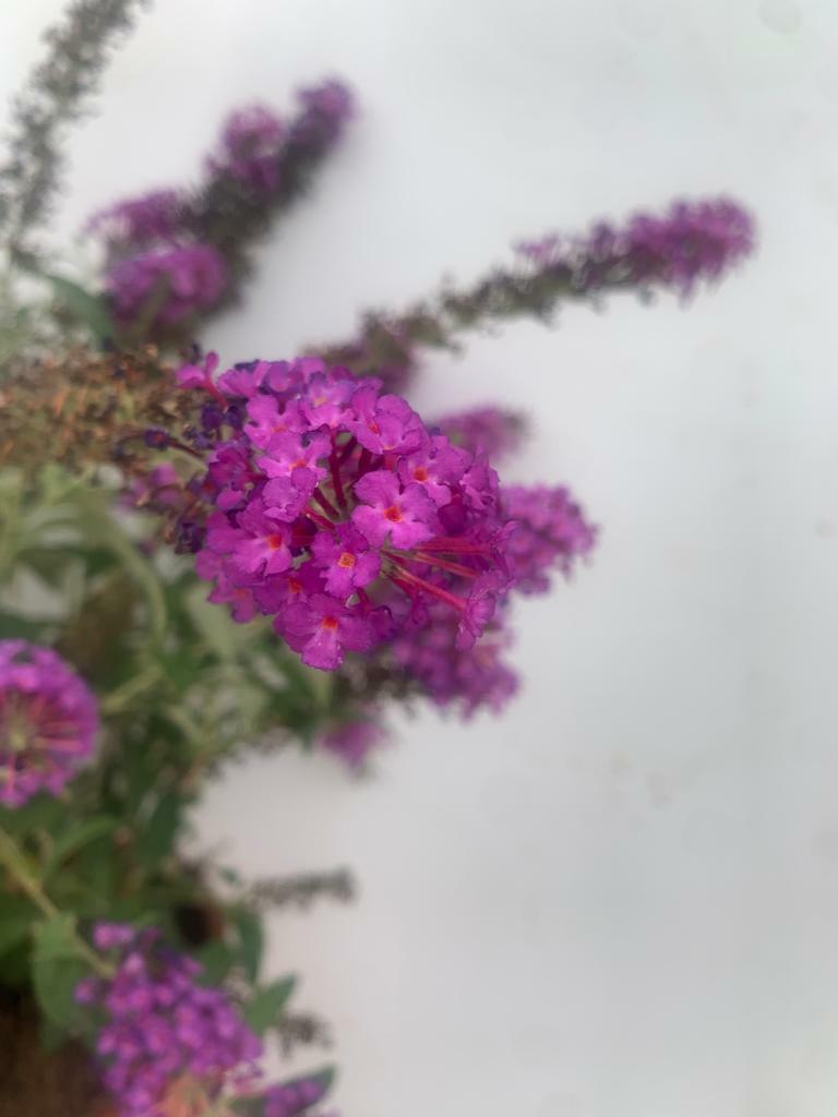 PIANTA DI BUDDLEIA O BUDDELJA IN VASO 24 CM  fiore viola