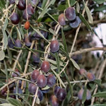 Carica immagine nel visualizzatore Galleria, PIANTA DI ULIVO CARBONCELLA  in vaso 20/fitocella - età 2/3 anni