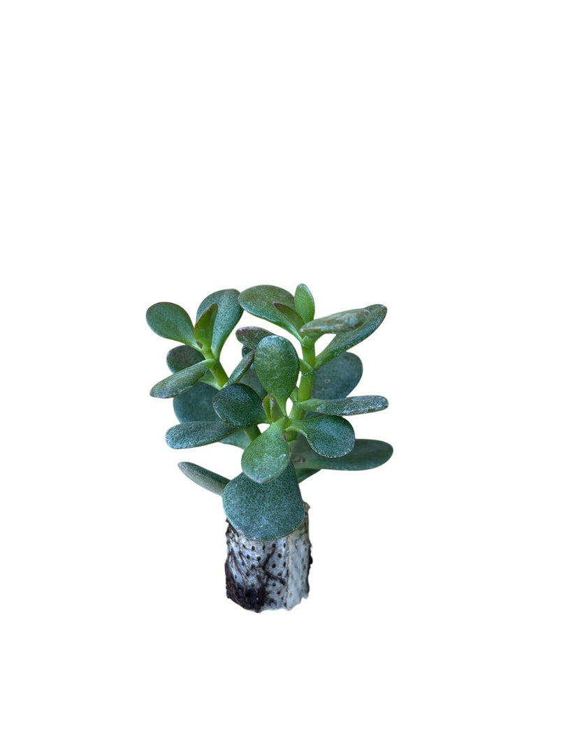 10 pezzi di piante grasse Minor - Crassula Hybrida IN VASO 10