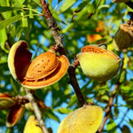 Carica immagine nel visualizzatore Galleria, PIANTA DA FRUTTO MANDORLO TUONO in vaso 24 età 3/4 anni (foto reali)