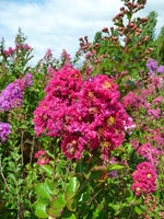Carica immagine nel visualizzatore Galleria, PIANTA DI LAGERSTROEMIA INDICA FUCSIA CAROLINE BEAUTY VASO 20 CM