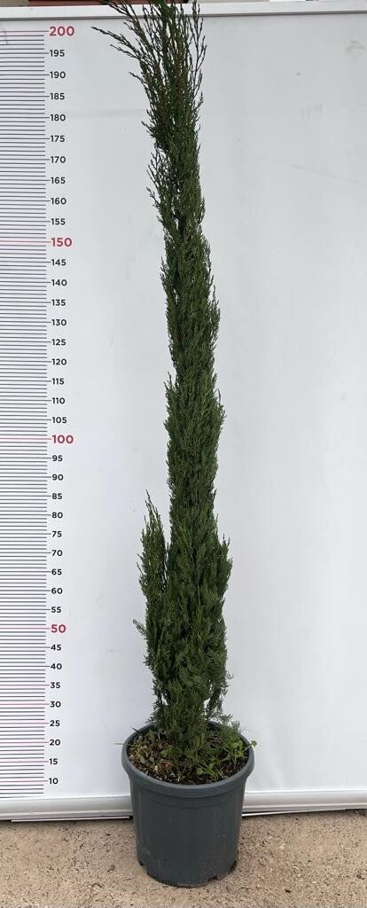 PIANTA DI CIPRESSO CUPRESSUS SEMPERVIRENS ALTEZZA 200  (foto reale) SEMPREVERDE