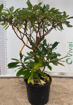 Carica immagine nel visualizzatore Galleria, PIANTA DI EDGEWORTHIA CHRYSANTHA VASO CLT 55 H. 100/125