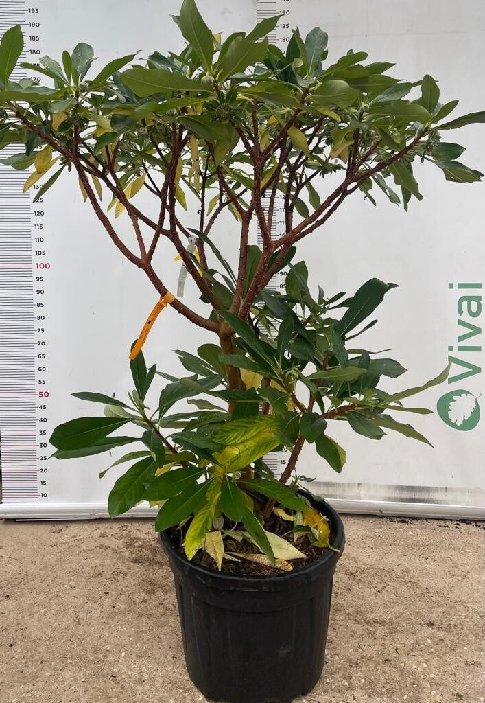 PIANTA DI EDGEWORTHIA CHRYSANTHA VASO CLT 55 H. 100/125