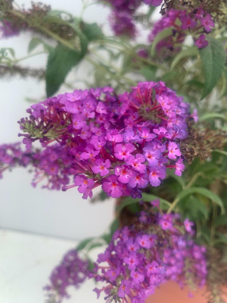 PIANTA DI BUDDLEIA O BUDDELJA IN VASO 24 CM  fiore viola